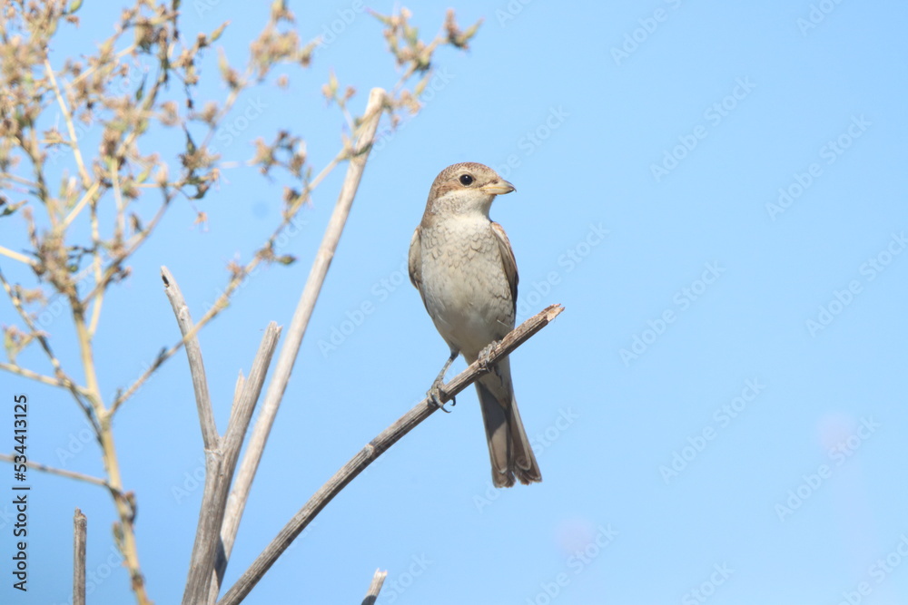 bird on a branch