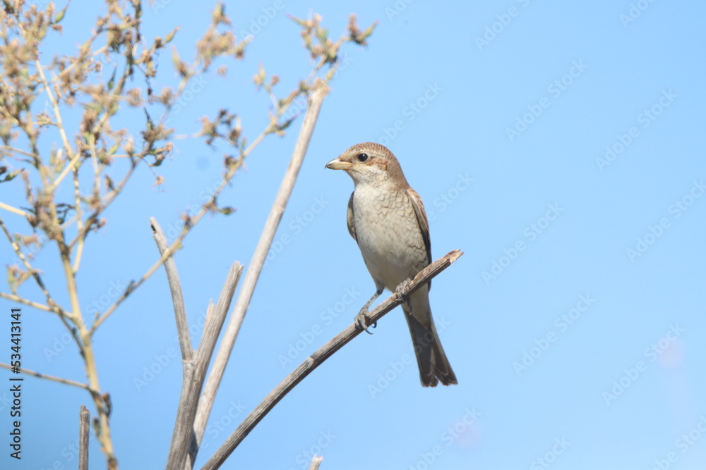female house sparrow