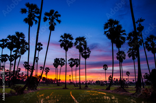 sugar palm trees at sunset