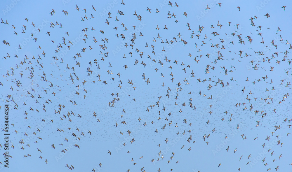 million birds on the sky