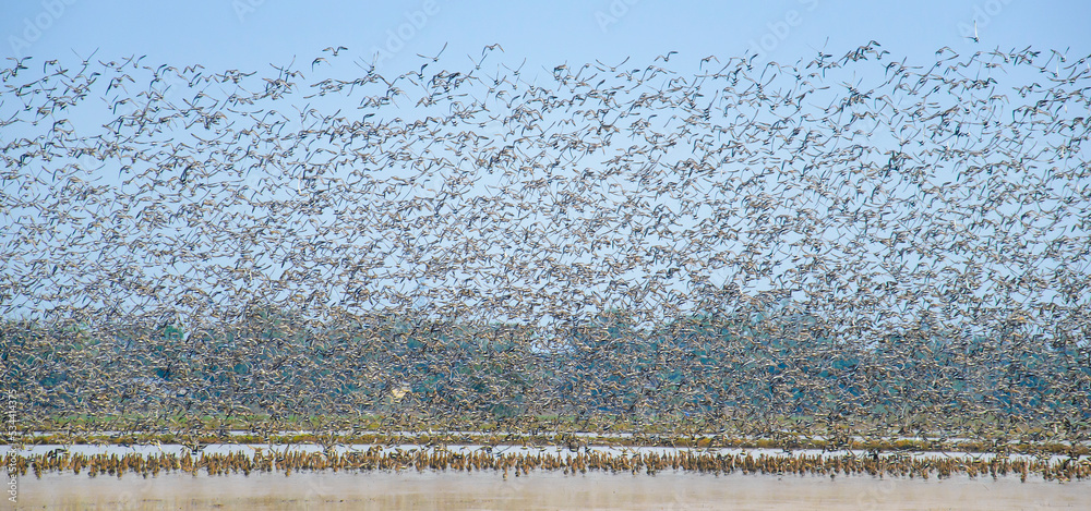 million Birds on the field