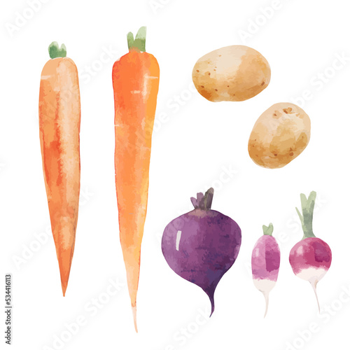 Beautiful vector stock clip art illustration with hand drawn watercolor tasty carrots potatoes beets radishes vegetable. Healthy vegan food.