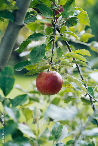 red ripe apple on a branch in the garden, harvest 