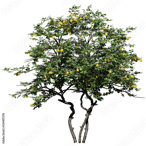 Fototapeta Lemon Tree – Front View