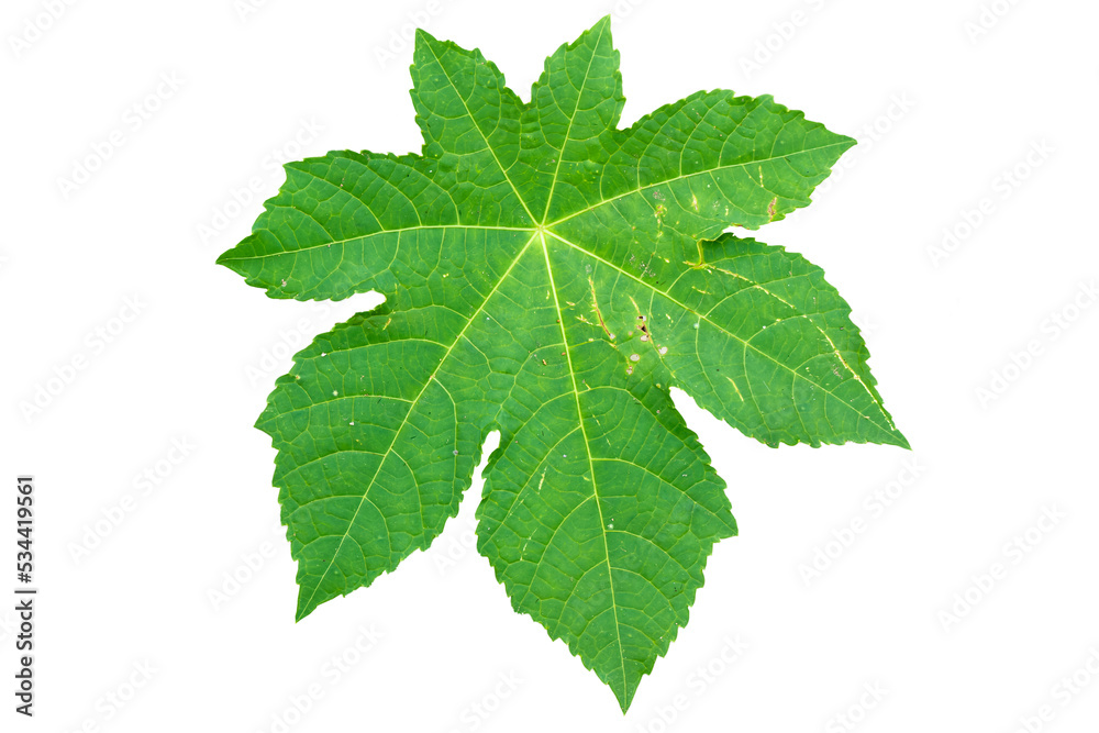 Star-shaped wide green leaves with jagged edges and prominent yellow veins Star-shaped wide green leaves with jagged edges and prominent yellow veins