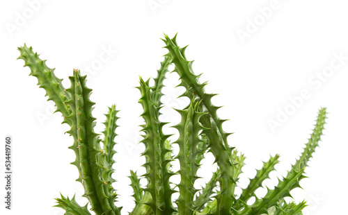 Huernia schneideriana growing isolated on white background. Succulent.