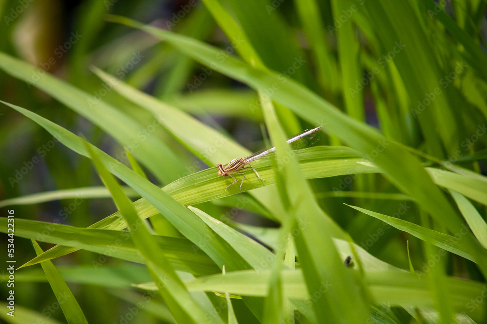 dragonfly on the grass dragonfly on the grass