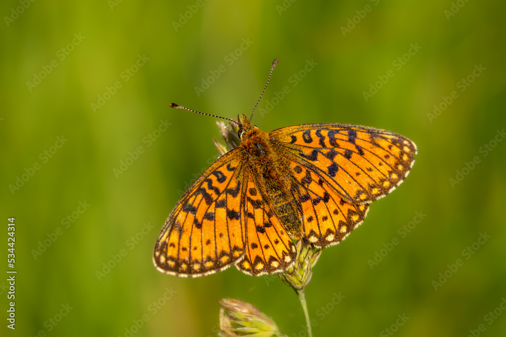 Boloria selene, small pearl-bordered fritillary or the silver-bordered fritillary Boloria selene, small pearl-bordered fritillary or the silver-bordered fritillary