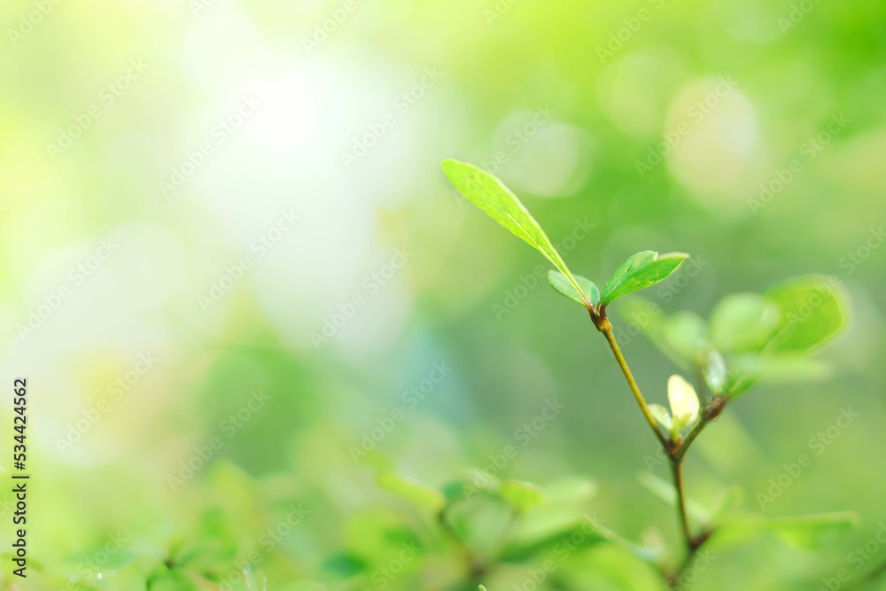 blurred natural greenery bokeh background in the forest with copy space using as background natural green plants landscape, ecology, fresh wallpaper concept. blurred natural greenery bokeh background in the forest with copy space using as background natural green plants landscape, ecology, fresh wallpaper concept.