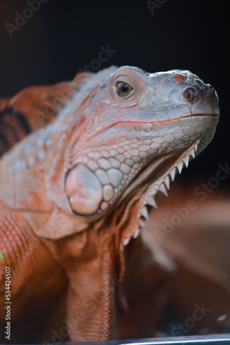 close up of a iguana