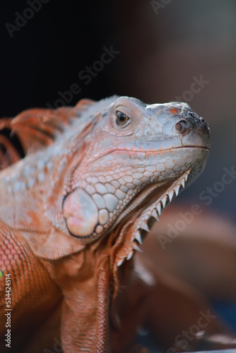 close up of iguana © Syukra