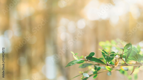 blurred natural greenery bokeh background in the forest with copy space using as background natural green plants landscape, ecology, fresh wallpaper concept.