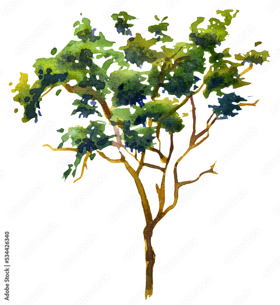 Green fluffy tree. Watercolor drawing of plants on a white background. Green fluffy tree. Watercolor drawing of plants on a white background.