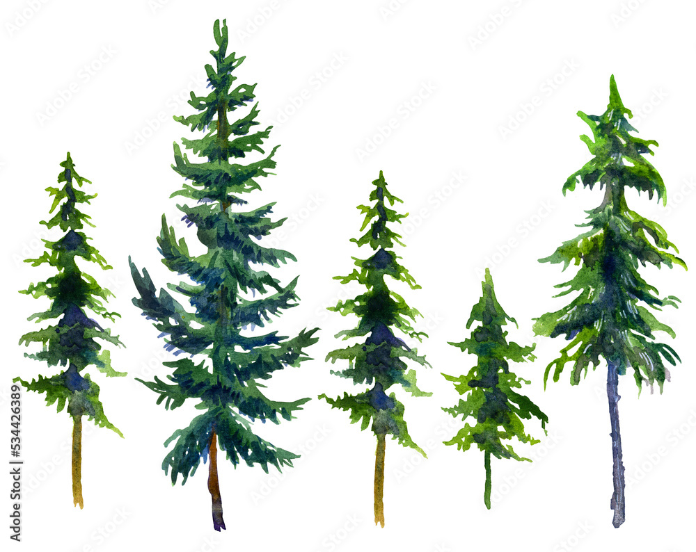Isolated drawing of green fir trees on a white background. Watercolor drawing.