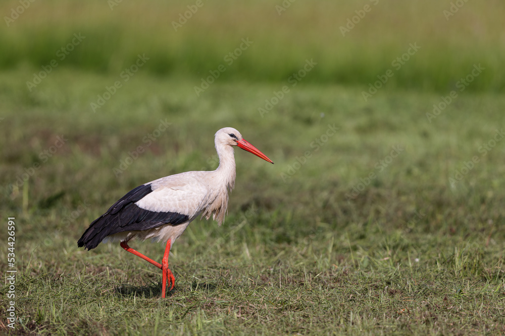 Fototapeta premium White stork (Ciconia ciconia) searching for food in spring on a meadow in the nature protection area Moenchbruch near Frankfurt, Germany.