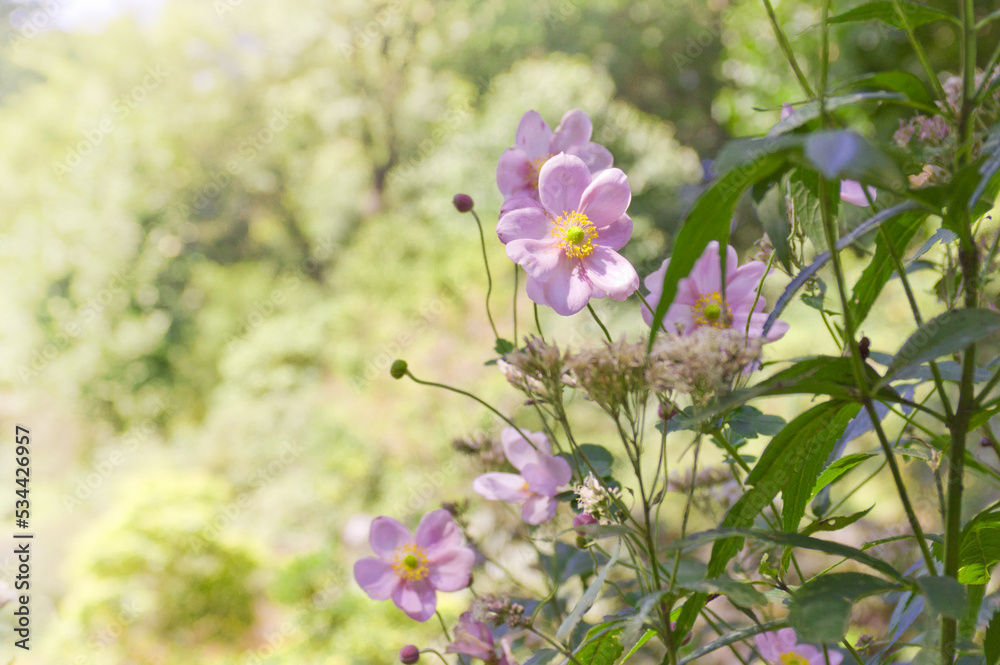 Obraz premium ピンクの秋明菊（シュウメイギク）の花