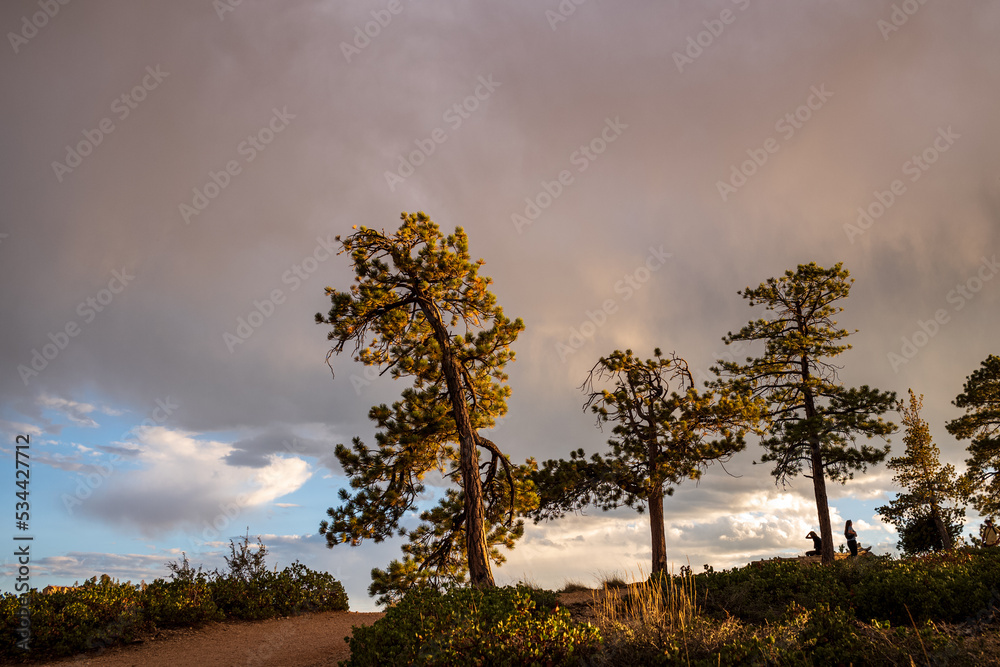 Obraz premium three pine trees at bryce canyon