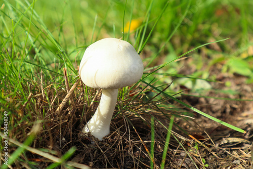 White mushroom champignon in green grass in nature. White mushroom in green grass in the forest. Edible mushroom Agaricus arvensis under spruce.