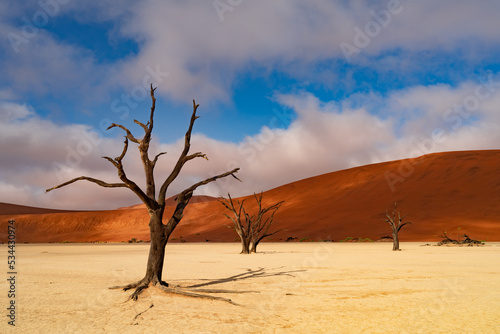 Dead Camelthorn Trees against red dunes and blue sky in Deadvlei, Sossusvlei. Namibia, Africa