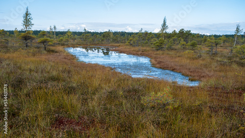 Kemeru, National Nature Park. A wooden path through marsh wetlands with small pines, bog plants and ponds. Hiking route for outdoor activities and a healthy lifestyle.