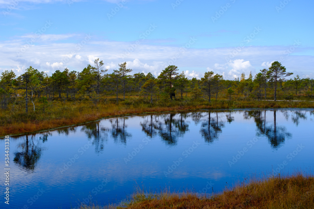bog landscape, bog vegetation painted in autumn, small swamp lakes, islands overgrown with small bog pines, grass, moss cover the ground, Kemeri National Park, Latvia bog landscape, bog vegetation painted in autumn, small swamp lakes, islands overgrown with small bog pines, grass, moss cover the ground, Kemeri National Park, Latvia