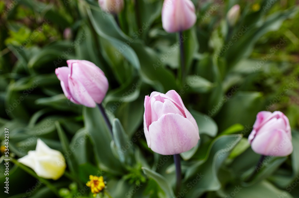 Beautiful tulip flowers blooming in a garden. Beauty tulip plant in the spring garden in rays of sunlight in nature. Blur background with bokeh image, selective focus Beautiful tulip flowers blooming in a garden. Beauty tulip plant in the spring garden in rays of sunlight in nature. Blur background with bokeh image, selective focus