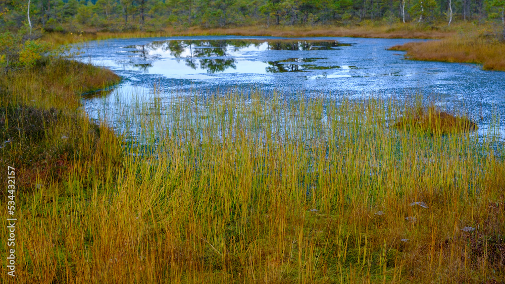 bog landscape, bog vegetation painted in autumn, small swamp lakes, islands overgrown with small bog pines, grass, moss cover the ground, Kemeri National Park, Latvia. bog landscape, bog vegetation painted in autumn, small swamp lakes, islands overgrown with small bog pines, grass, moss cover the ground, Kemeri National Park, Latvia.
