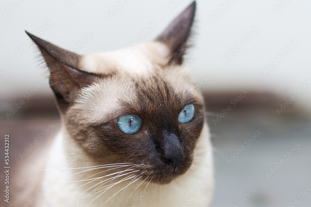 Close up of Siamese cat with blue eye in the garden. Portrait of Thai cat. Brown cat on the floor.