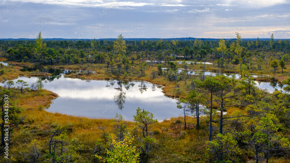bog landscape, bog vegetation painted in autumn, small swamp lakes, islands overgrown with small bog pines, grass, moss cover the ground, Kemeri National Park, Latvia.