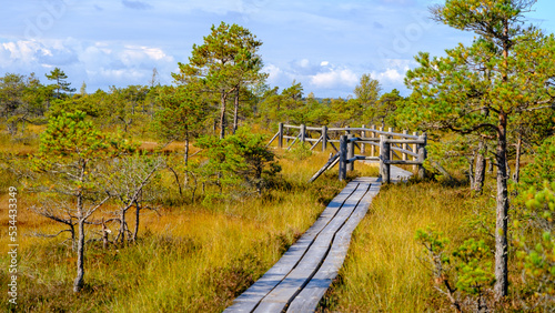 Kemeru, National Nature Park. A wooden path through marsh wetlands with small pines, bog plants and ponds. Hiking route for outdoor activities and a healthy lifestyle.