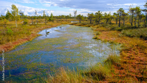 bog landscape, bog vegetation painted in autumn, small swamp lakes, islands overgrown with small bog pines, grass, moss cover the ground, Kemeri National Park, Latvia.