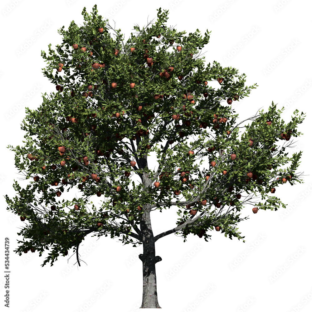 Apple Tree – Front View