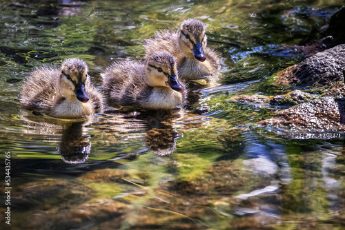 group of duckling swimming on pond photo