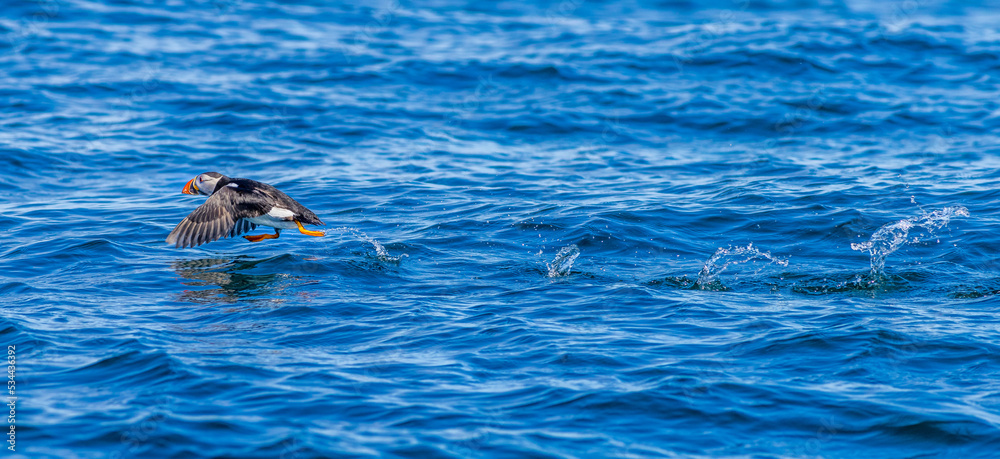 Fototapeta premium Puffin (Fratercula arctica)