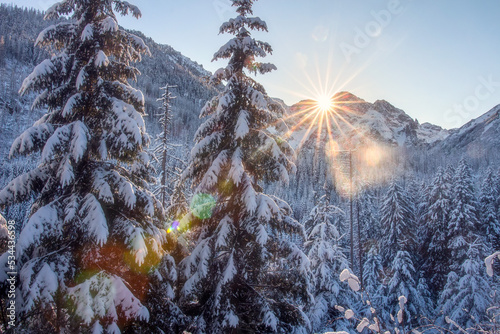 Scenery winter forest in Tatra Moutains, Poland. Bright sunrise in moutains in winter, fir trees covered snow.  Beautiful view on covered snow woodland.