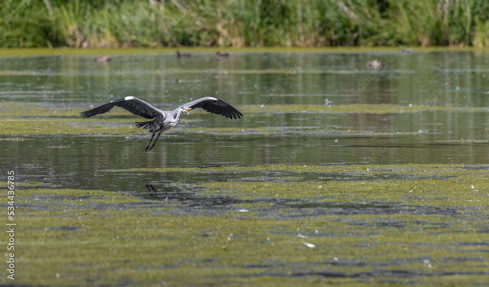 Fototapeta premium Heron flying over water 