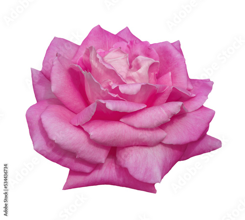 Pink rose isolated on a transparent background.