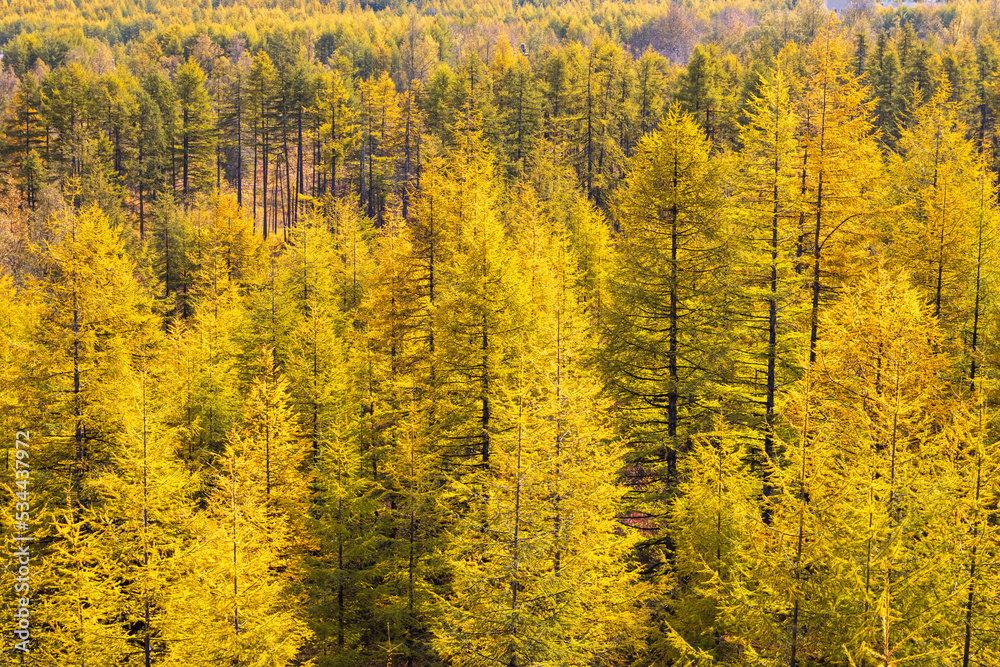 Top view of the autumn larch forest. Colorful yellow crowns of larch trees. Aerial view of autumn trees. Fall season. Beautiful northern nature. Natural background.