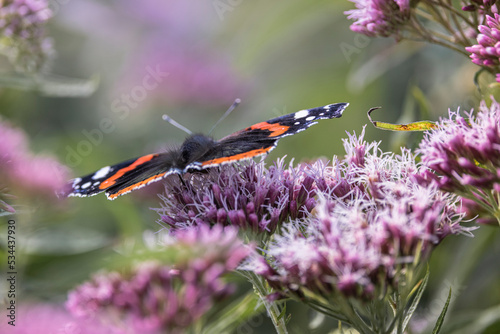 red admiral butterfly on hemp agrimony flower photo