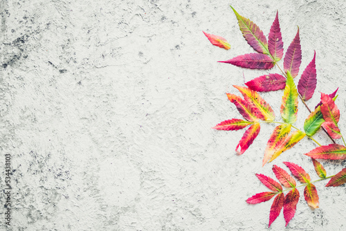 Bright colorful autumn leaves on grey background