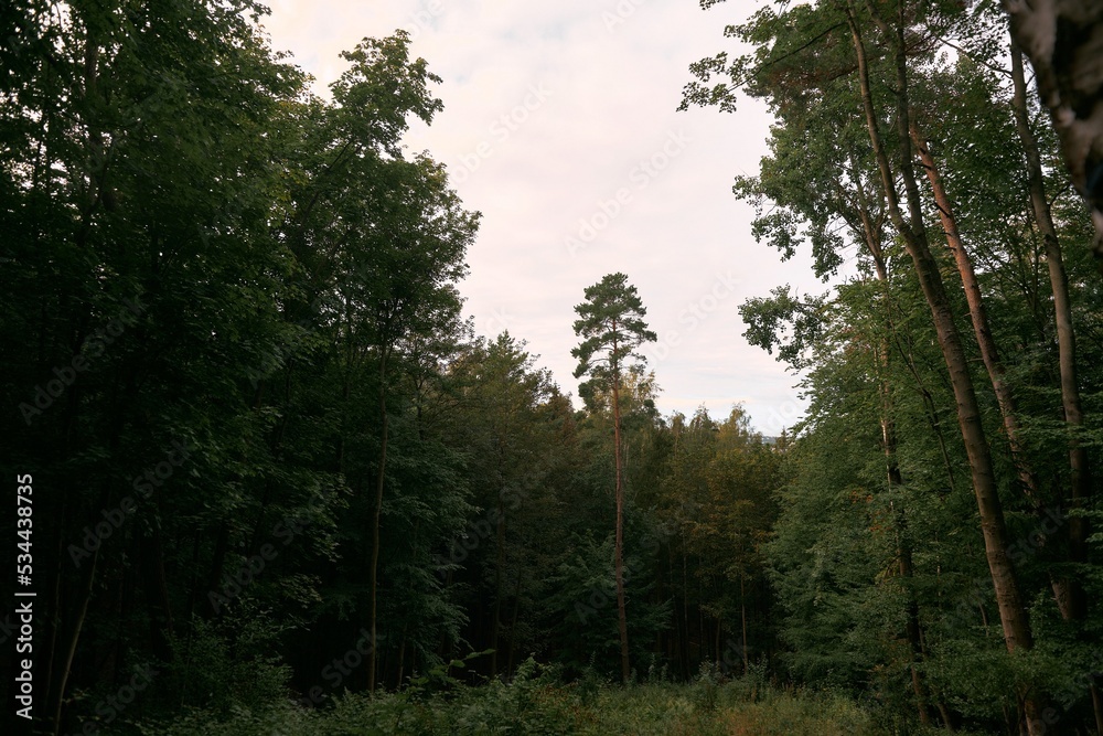 Fototapeta premium Pathway in the forest with bokeh.
