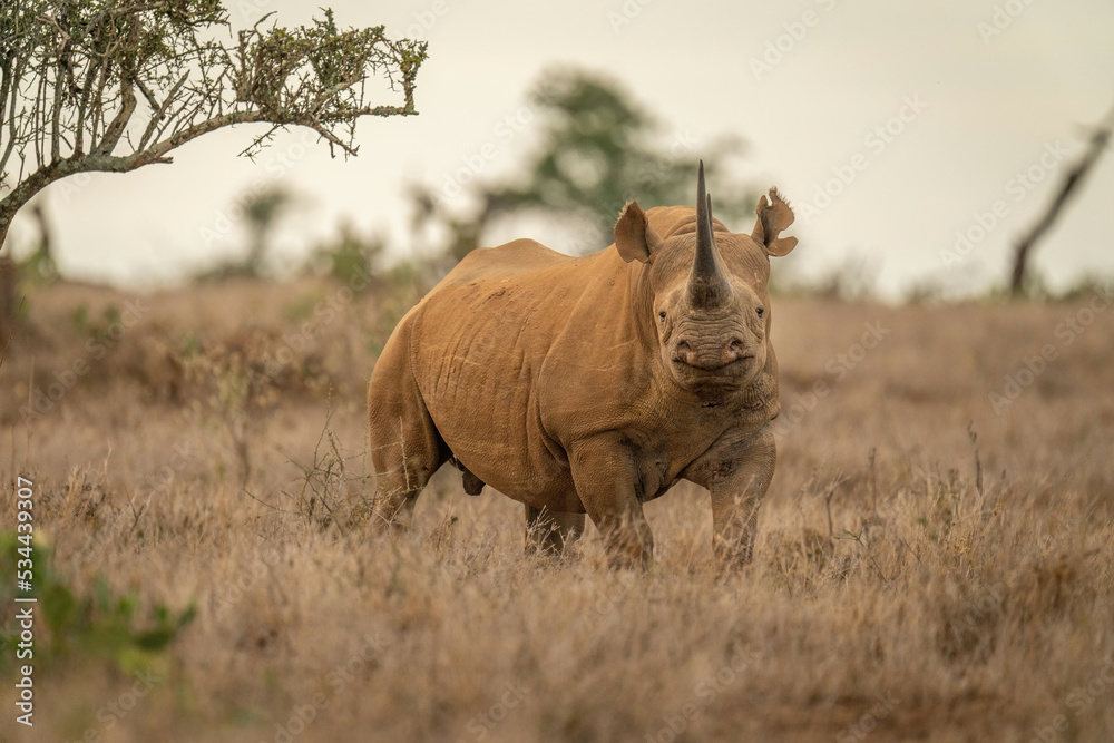 Fototapeta premium Black rhino standing in grass eyeing camera