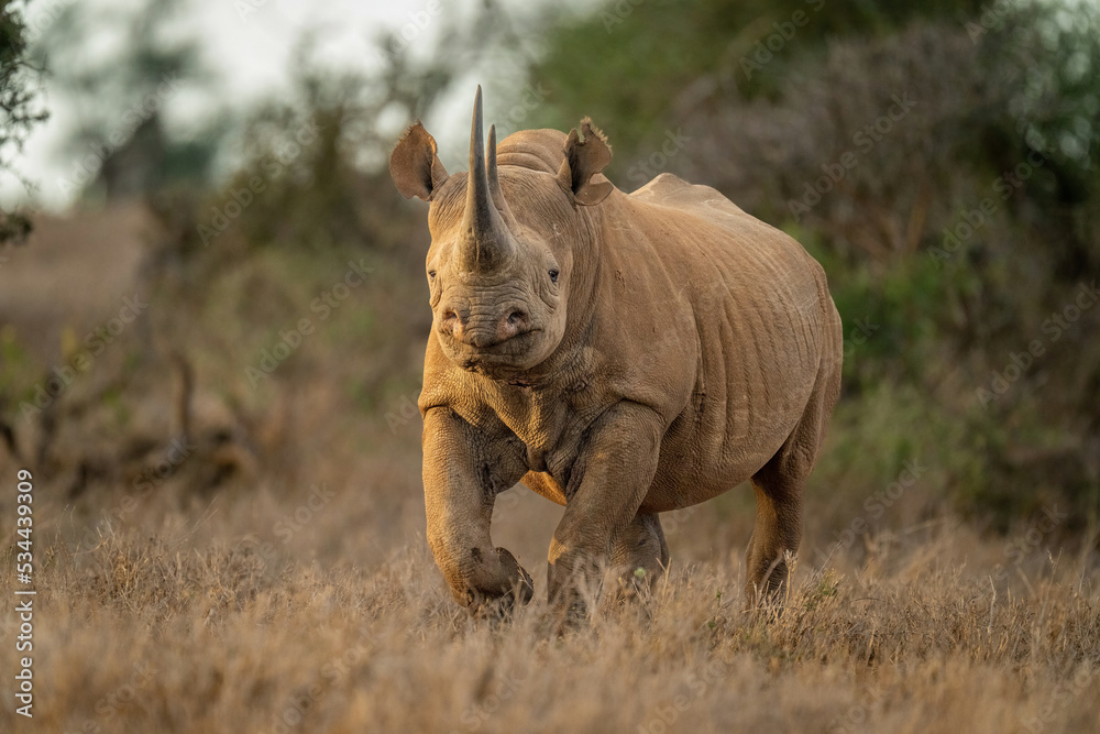 Fototapeta premium Black rhino runs towards camera in clearing