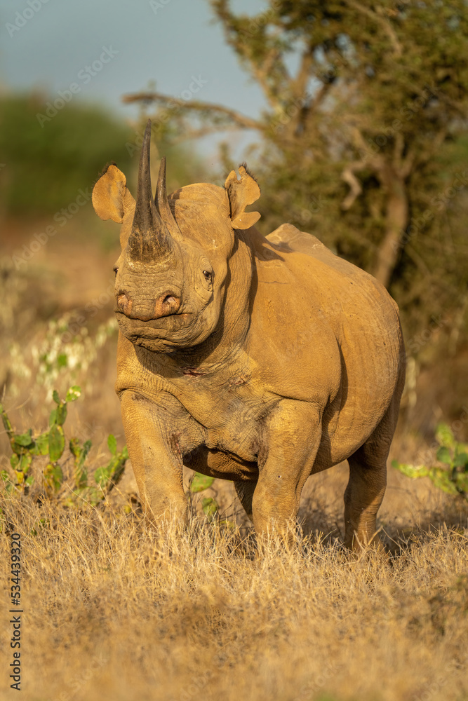 Fototapeta premium Black rhino stands among cactuses eyeing camera