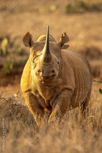Schilderij op canvas Black rhino stands accompanied by red-billed oxpecker