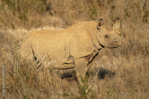Black rhino stands by bush in sunshine