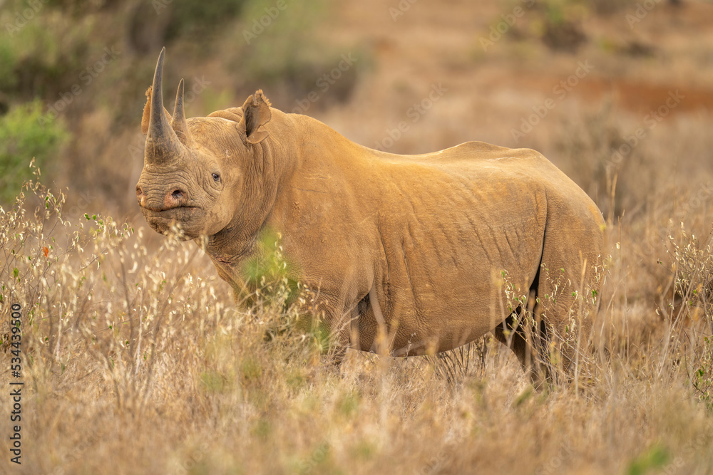 Black rhino stands watching camera among bushes Black rhino stands watching camera among bushes