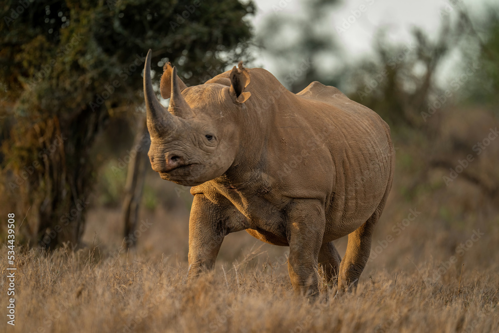 Fototapeta premium Black rhino stands watching camera near trees