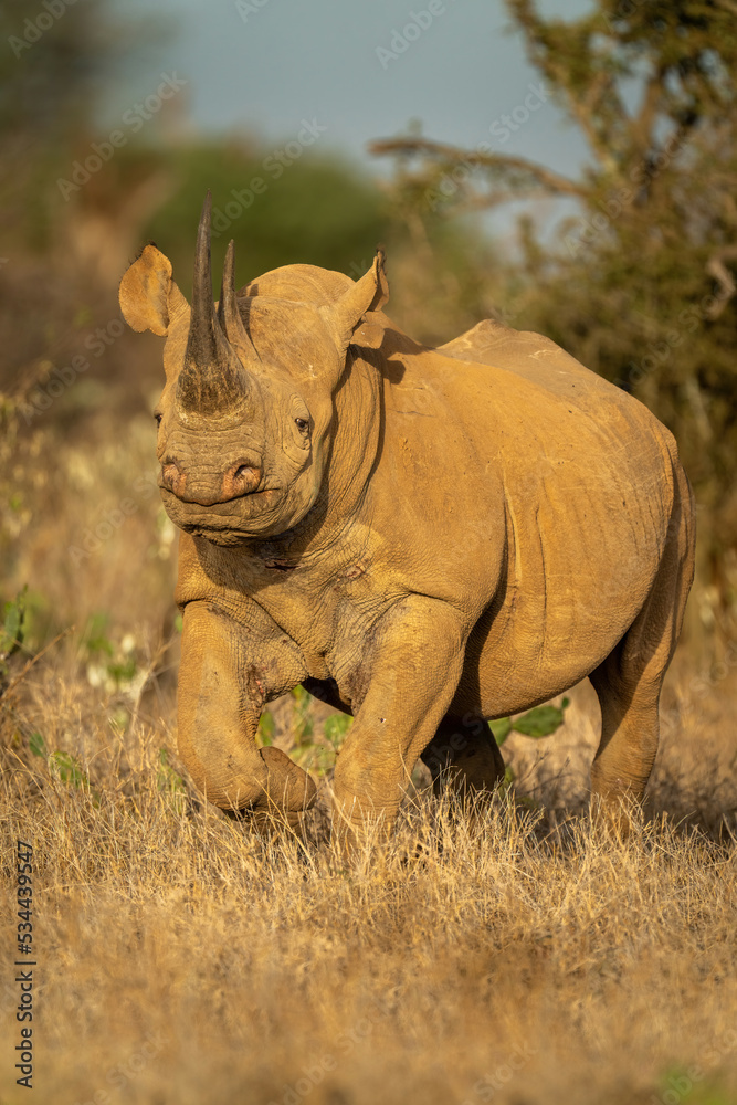 Fototapeta premium Black rhino walks through cactuses eyeing camera