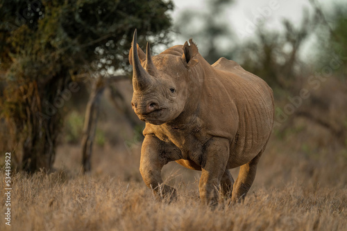 Black rhino trots towards camera past trees Fototapet
